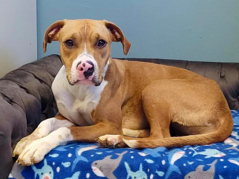 dog sitting on couch with blanket